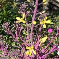 ハボタンの画像