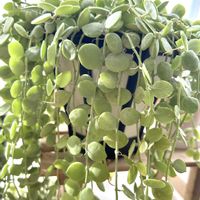 ディスキディア,ディスキディア ヌンムラリア,多肉植物,ベンチ,丸い葉の画像