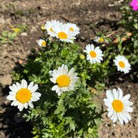 キンカン,ノースポール　かな,シレネ　？,ヒヨドリの画像