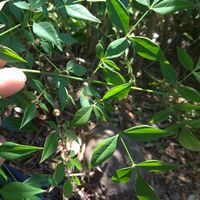 ナンテンの画像