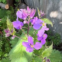 ムラサキハナナの画像