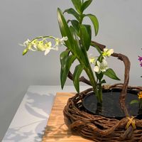 デンドロビウムの画像