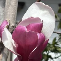 白木蓮,紫木蓮,シモクレン(紫木蓮),シモクレン(紫木蓮),シモクレン(紫木蓮)の画像