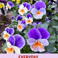 パンジー・ビオラ,ビオラ,ビオラ,プリムラ　ジュリアン,プリムラ　ジュリアンの画像