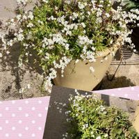 イワヒバ,シクラメン,チューリップの芽,シクラメン ジックス,ユキヤナギ（雪柳）の画像