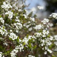 ユキヤナギ,ウツボカズラ,手乗りハス　暁天,手乗りハス　暁天,花のある暮らしの画像