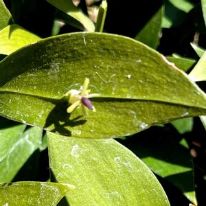 ルスカス,ルスカス,ルスカス,ルスカス,軒下の画像