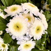 マトリカリア,マトリカリア,散歩道,癒される,瑞々しいの画像