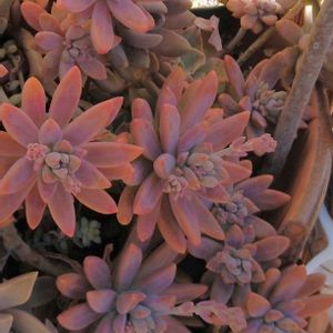 多肉植物,多肉寄せ植え,多肉植物のある暮らし,多肉を楽しむ,フクロウ祭りの画像