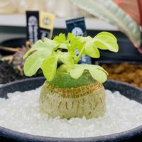 アデニア・グラウカ,プラ鉢,ユーフォルビアが好き,アガベ見習い,塊根見習いの画像