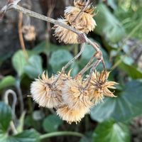 ツワブキの画像