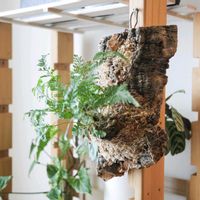 トキワシノブ,トキワシノブ,観葉植物,シダ植物,着生植物の画像