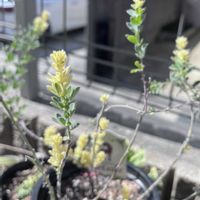 ロータス ブリムストーン,小さな庭の画像