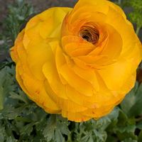 アルメリア,アルメリア,ラナンキュラス,ラナンキュラス,アルブカ　フミリスの画像