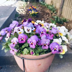 楽しみ〜,かわいい♡,太陽の光を浴びて,ありがとう♪,元気に育ちますようにの画像