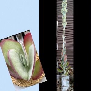 生け垣,植木鉢,花いろいろ,バラと夢CLUB,フェンスの隙間からの画像