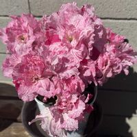 アザレア,ピンク,花のある暮らし,植物のある暮らし,春到来！の画像