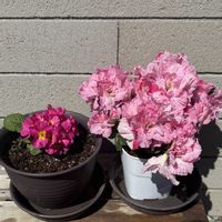 アザレア,プリムラ,ジュリアン,プリムラ　ジュリアン,ピンクの画像