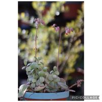 グリーンネックレス,胡蝶の舞,プリンセスドレス,マドカズラ,朧月(おぼろづき)の画像