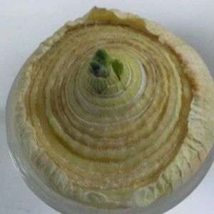 玉ねぎ,リボベジ,玉ねぎ栽培,キッチンの画像