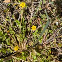 オオイヌノフグリ,ツクシ,ハハコグサ,コオニタビラコ,ホンスミレの画像