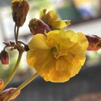 オキザリス,いつもありがとうございます♡(ᴗ̤ .̮ ᴗ̤ )₎₎の画像