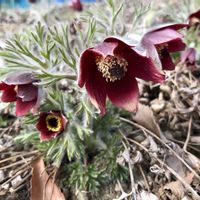 オキナグサ,山野草,山歩きの画像
