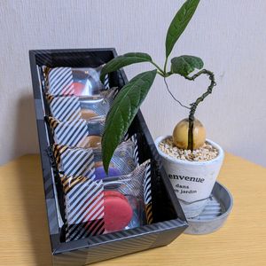 アボカド,アボカド,大事に育てたい,癒やし,今日も笑顔で♡の画像