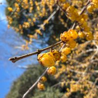 ロウバイの画像