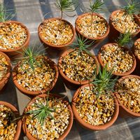 三河黒松,盆栽,ワクワク,小さい植木鉢,楽しみの画像