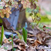 ハーブ,ガーデニング,無農薬,グラス女子(*ˊᵕˋ*)੭ ੈ,小さな庭の画像
