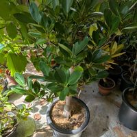 ガジュマル,熱帯植物,沖縄,横浜の画像