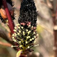 ネコヤナギ,黒いネコヤナギの画像