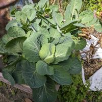 キャベツの画像