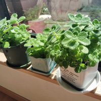 アロマティカスの画像