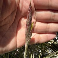 チランジア,エアプランツの画像