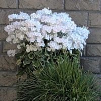 ゼラニウム,ツグミ、の画像