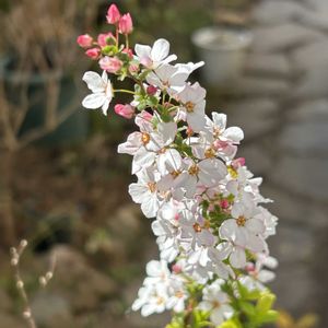 ユキヤナギ,ユキヤナギ,ピンクユキヤナギ,ピンクユキヤナギ,鉢植えの画像