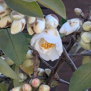 ヒメサザンカの画像