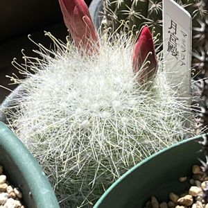 サボテンの花,サボテン好きの画像