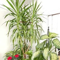 アンスリウム,ストレリチア,ポインセチア,ユッカ,エバーフレッシュの画像