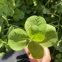 クローバー,シロツメクサ,五つ葉のクローバーの画像