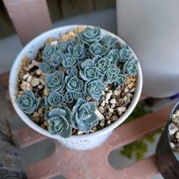 ミセバヤ,斑入りミセバヤsakoの画像