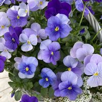 アリッサム,ビオラ,寄せ植え,ガーデニング,青い花の画像