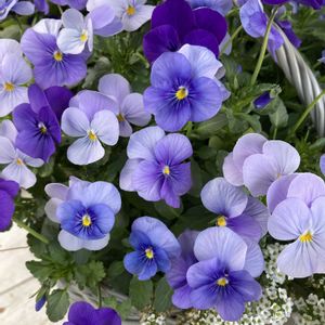 アリッサム,ビオラ,寄せ植え,ガーデニング,青い花の画像