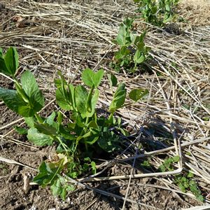 スナップエンドウ,自家製野菜,栽培記録,農業女子,おうち園芸の画像