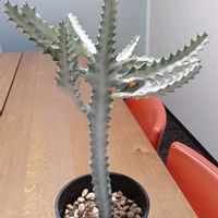 サボテン,パキポディウム,カラテア,多肉植物,観葉植物の画像