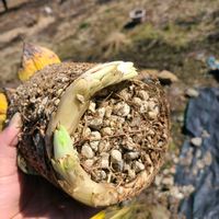 アガベ,パリートランカータの画像