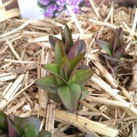 リンドウ,あしろブーケ ロゼ,芽吹き,モニター,PRの画像