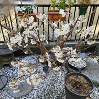 サクランボ,サクランボ,鉢植え,明るい日陰,プランターの画像